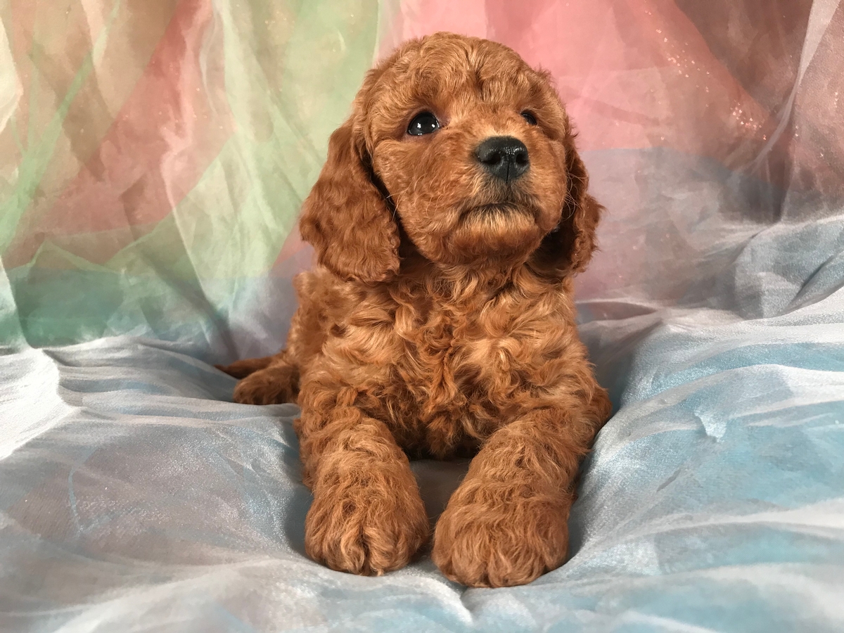 Miniature Goldendoodle Puppy For Sale $1500 Male